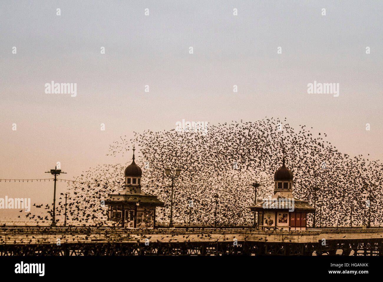 Blackpool, Lancashire, UK.  7th January, 2017. Starling murmuration in Dense Fog. Even in murky conditions tens of thousands of starlings still find their way to Blackpool North Pier for a communal roost at dusk. Credit: MediaWorldImages/Alamy Live News Stock Photo
