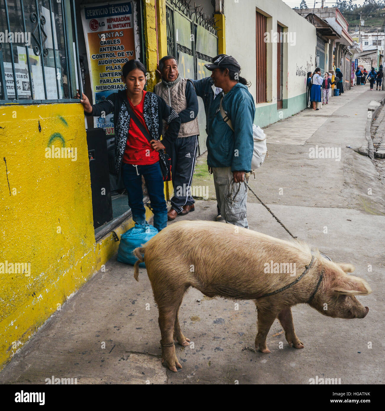 A pig as a pet in rural Ecuador Stock Photo - Alamy
