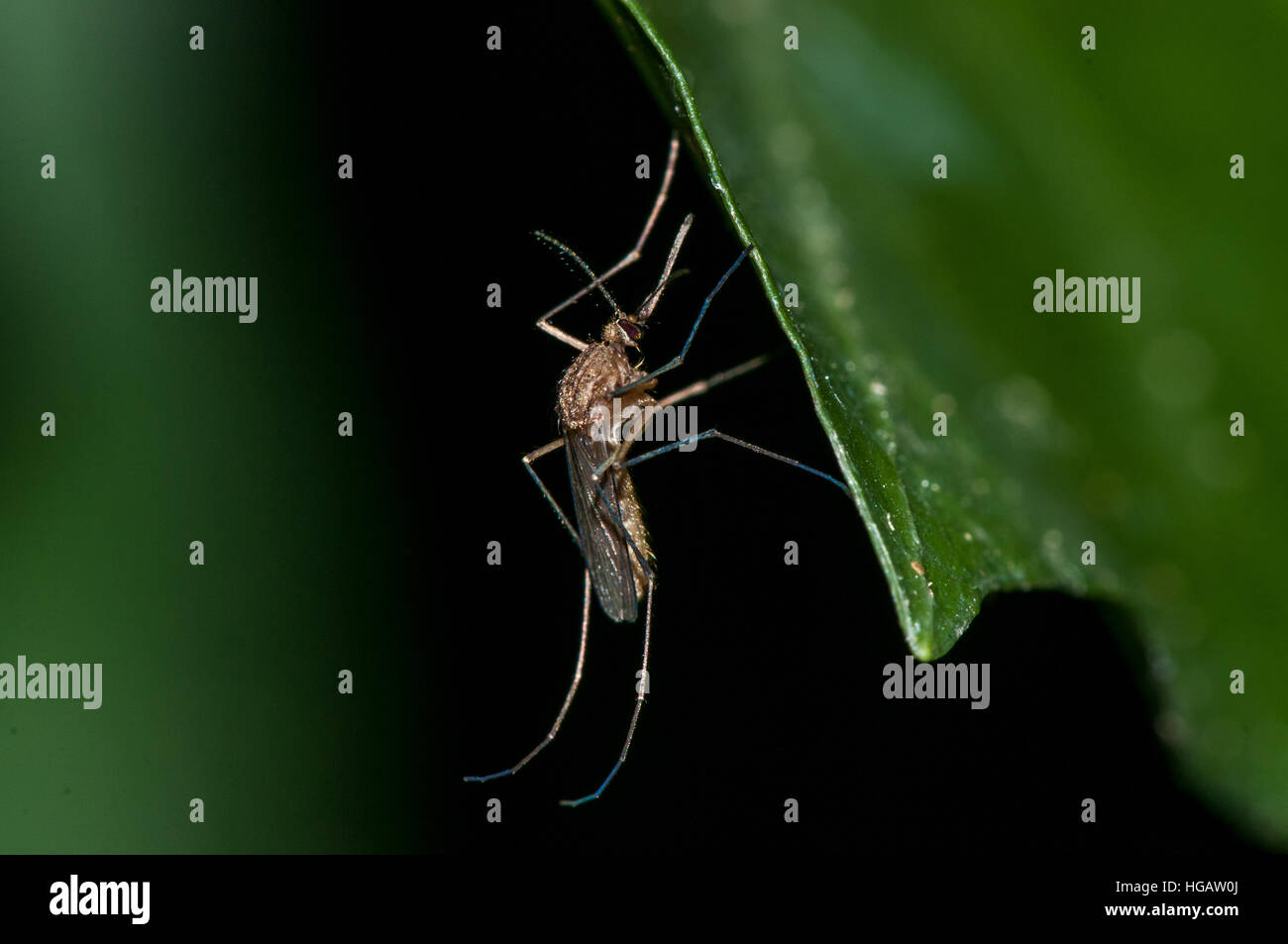 A mosquito in a green leaf Stock Photo