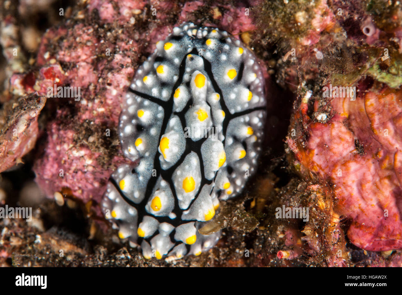 Nudibranch (Phyllidia coelestis), Bali, Indonesia Stock Photo