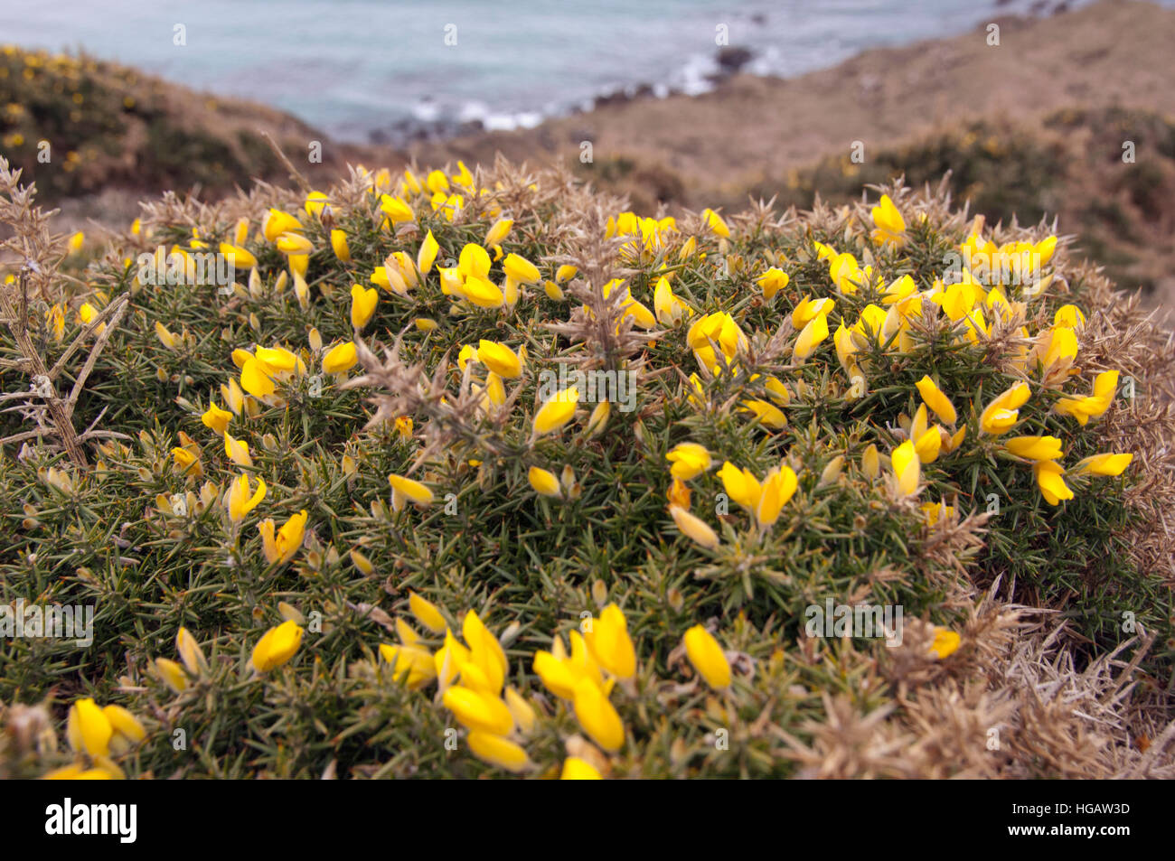 A gorse bush (Ulex Europeaus) growing on the South West Coastal Path on the Lizard peninsular, Cornwall, UK.yellow plants Stock Photo