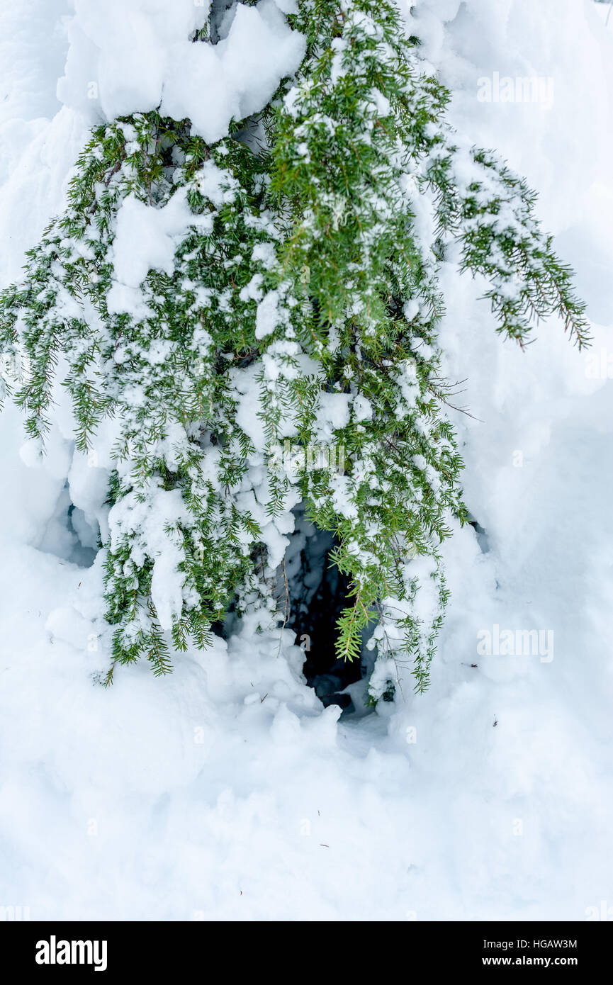 A tree well, a void area of loose snow around the trunk of a tree enveloped in deep snow, is a danger to skiers and snowboarders Stock Photo
