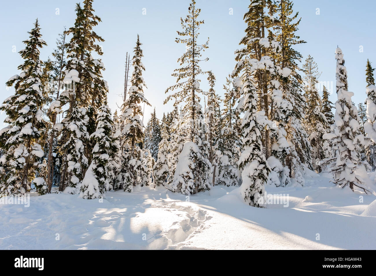 Snowshoe tracks form a path to evergreen trees covered in snow on a