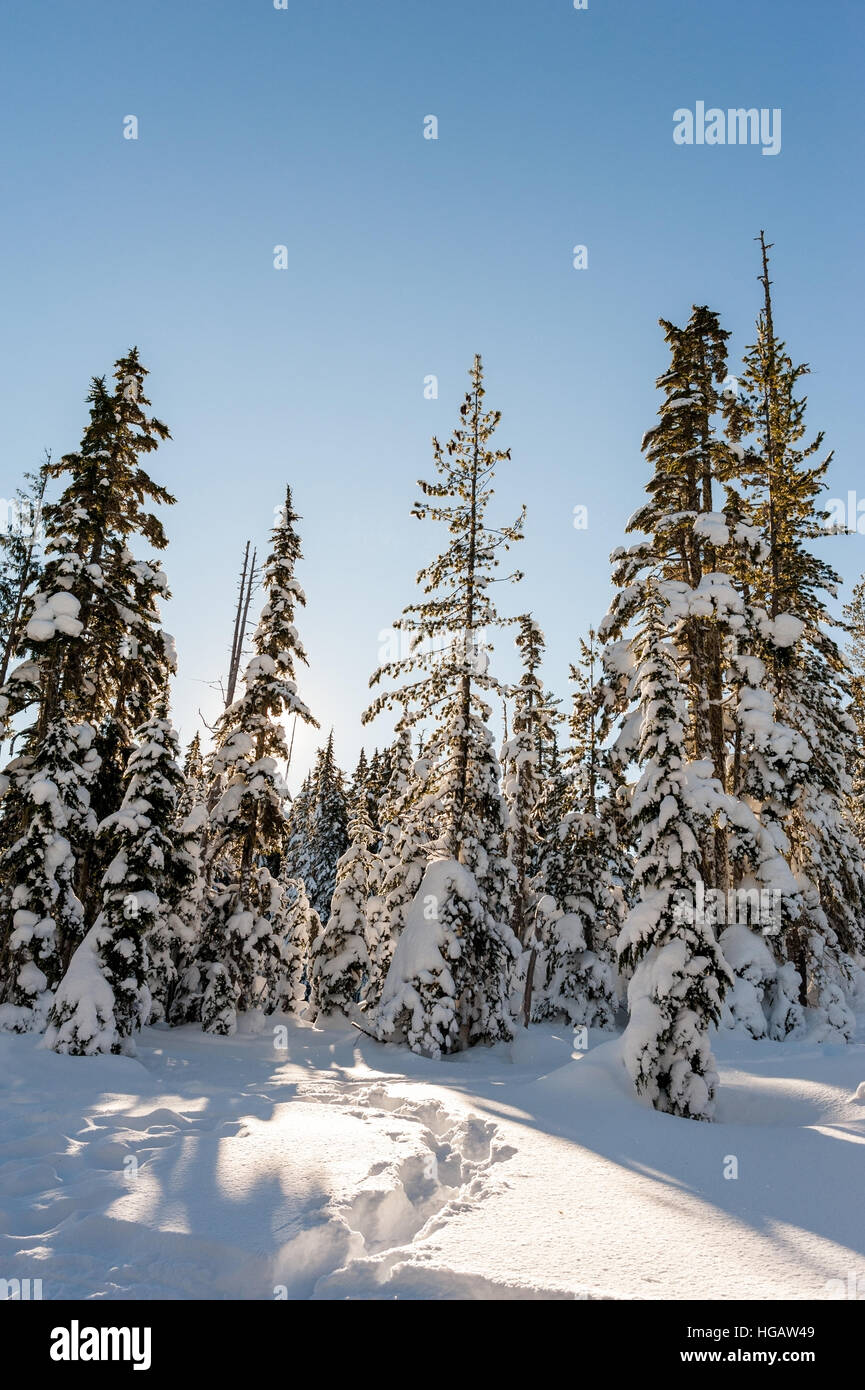 Snowshoe tracks form a path to evergreen trees covered in snow on a