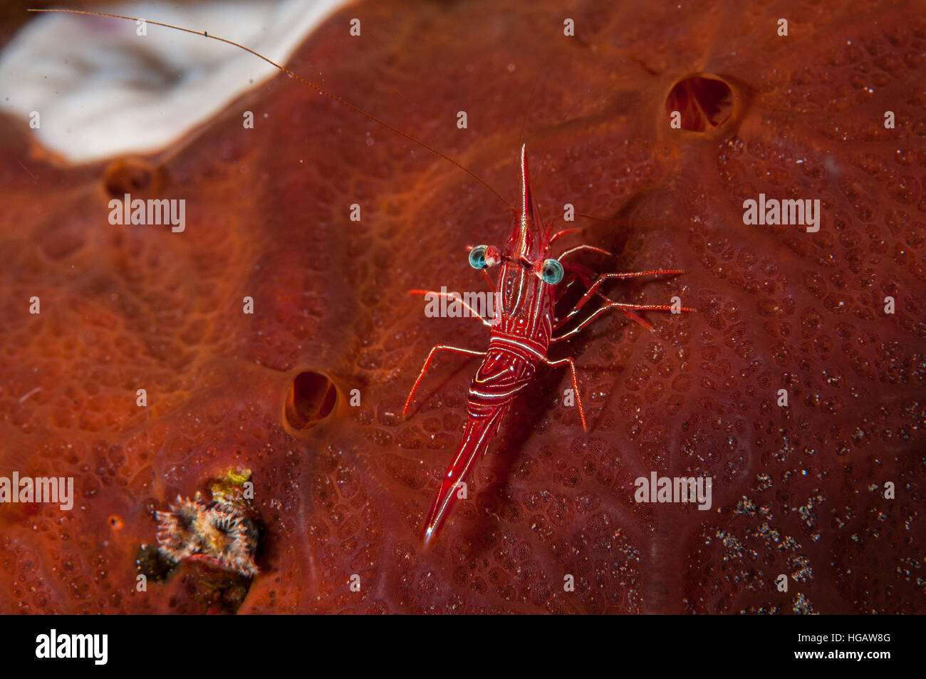camel shrimp (Rhynchocinetes durbanensis), Bali, Indonesia Stock Photo