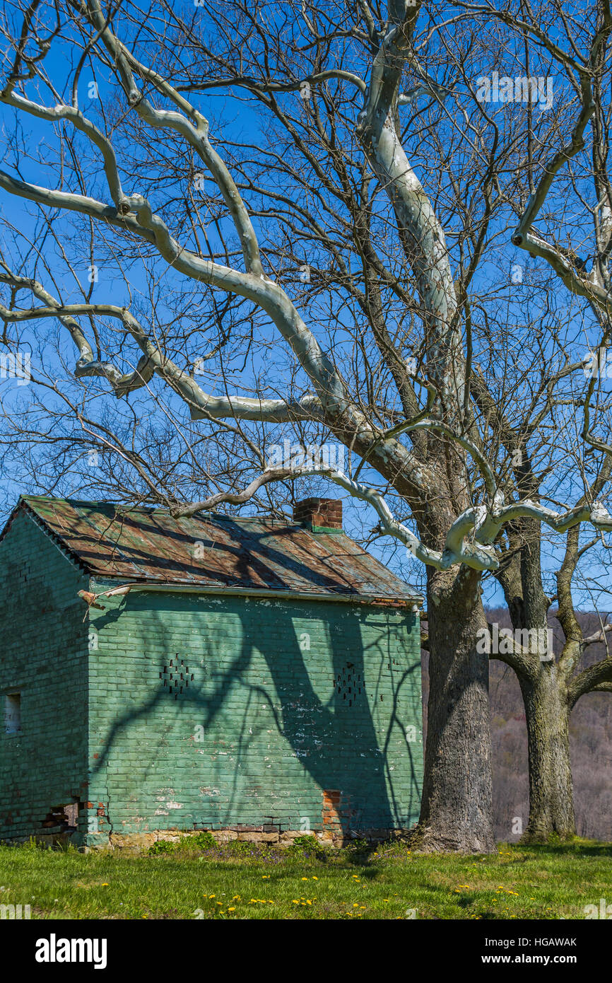 American Sycamore, Platanus occidentalist, casting a shadow on a farm outbuilding at Seip Earthworks, where a civilization of early mound-building Ame Stock Photo