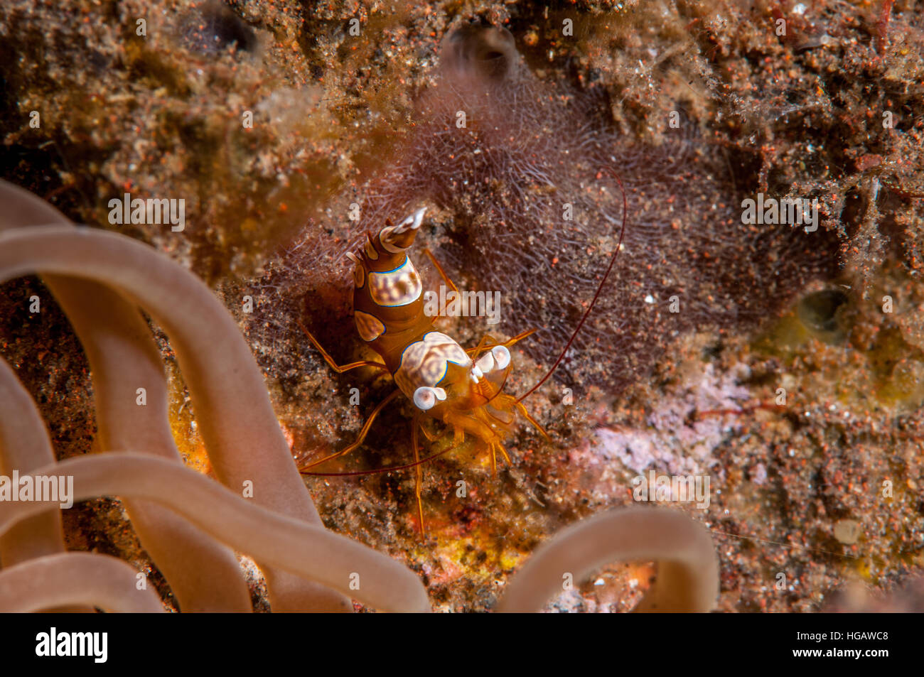 Squat Anemone Shrimp (Thor amboinensis), Bali, Indonesia Stock Photo