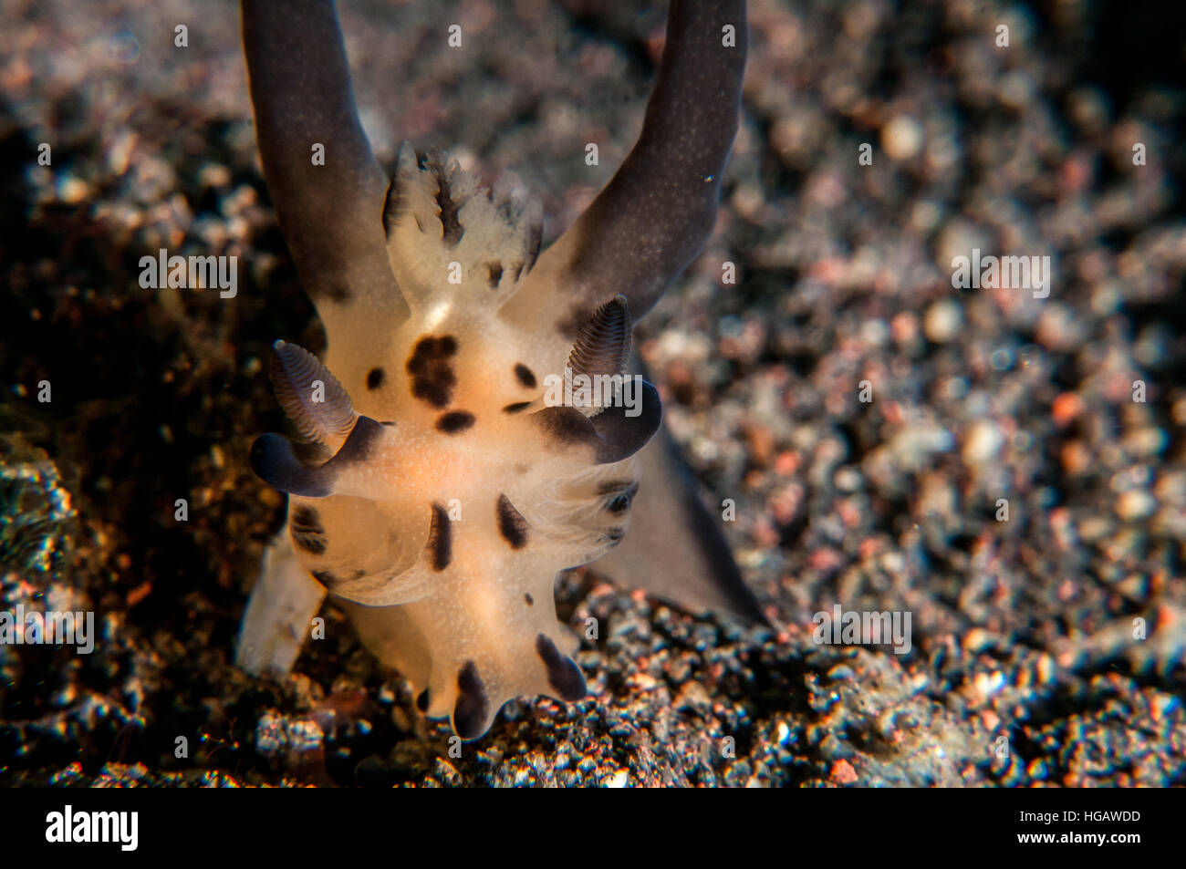 nudibranch (Thecacera sp), Bali, Indonesia Stock Photo