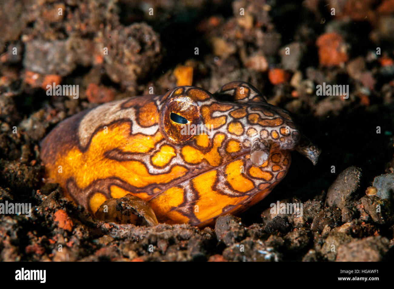Napoleon snake eel (Ophichthus bonaparti), Bali, Indonesia Stock Photo