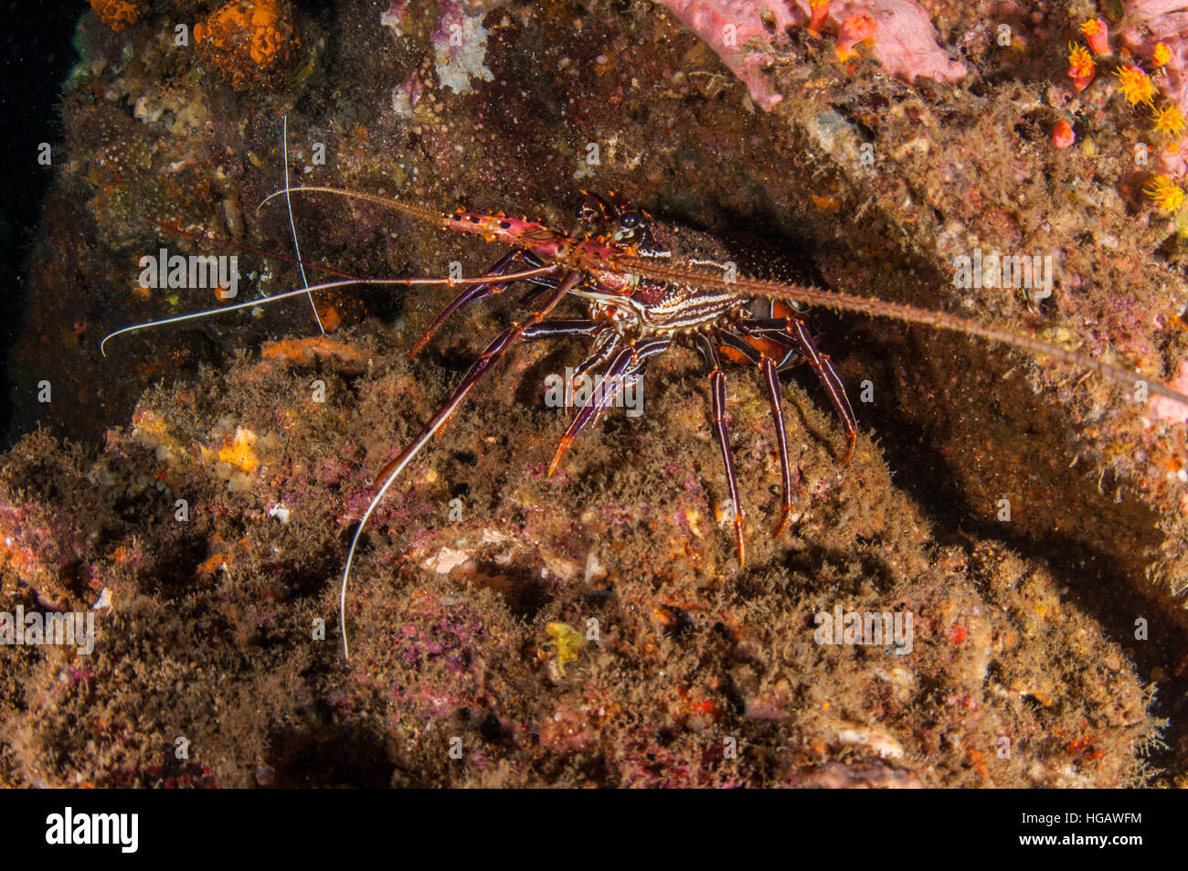 Stripe-Leg Spiny Lobster (Panulirus femoristriga), Bali, Indonesia Stock Photo