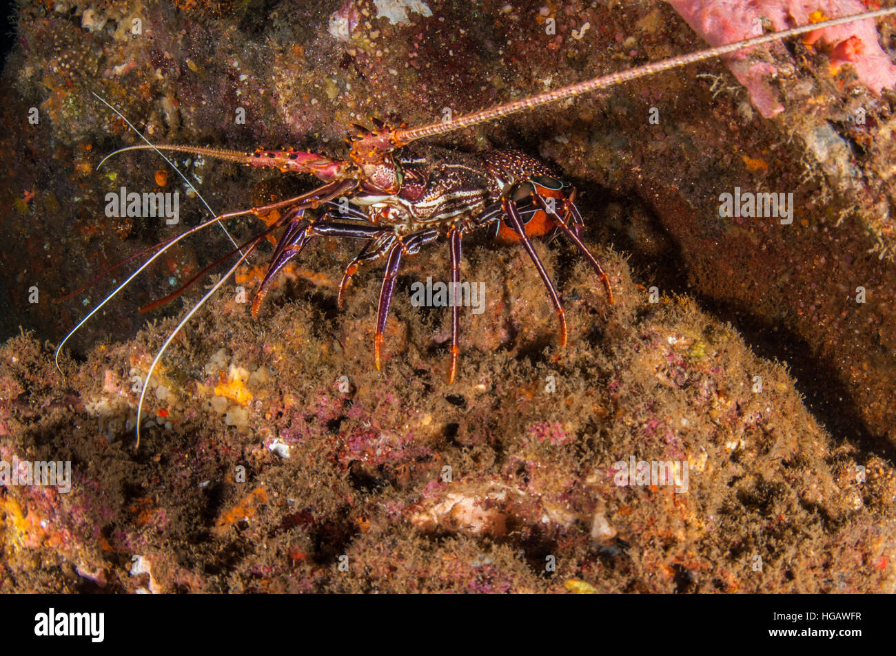 Stripe-Leg Spiny Lobster (Panulirus femoristriga), Bali, Indonesia Stock Photo