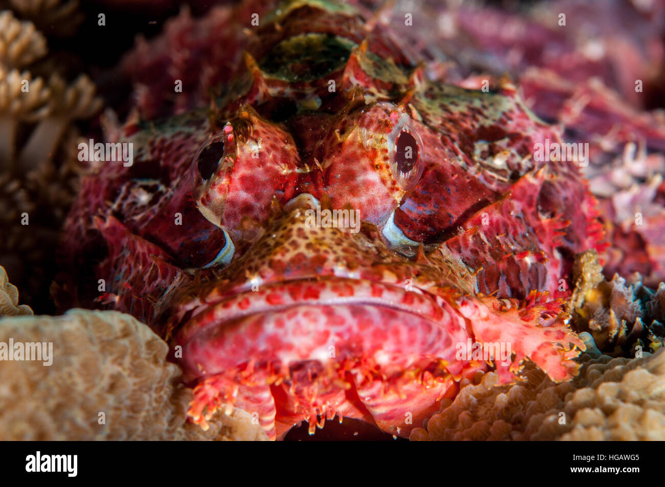 Raggy Scorpionfish (Scorpaenopsis venosa), Bali, Indonesia Stock Photo