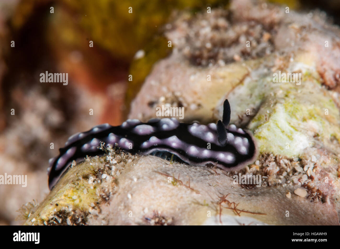 Pustulose Wart Slug (Phyllidiella pustulosa), Bali, Indonesia Stock Photo
