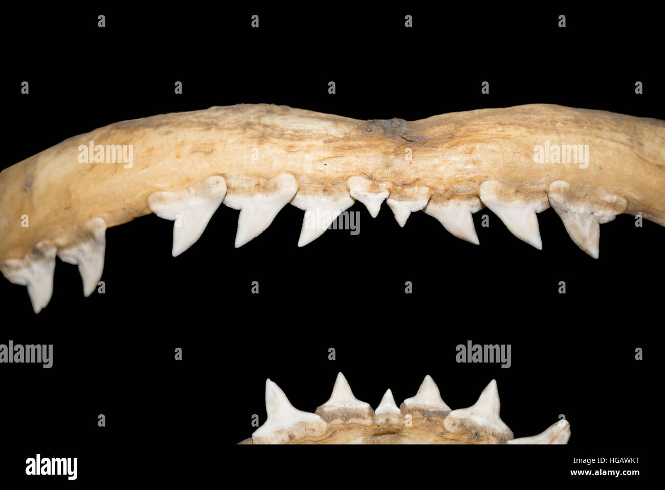 teeth in dried jaws of great hammerhead shark, Sphyrna mokarran, on display at Oceanographic Museum of Monaco ( Musée Océanographique de Monaco ), Pri Stock Photo