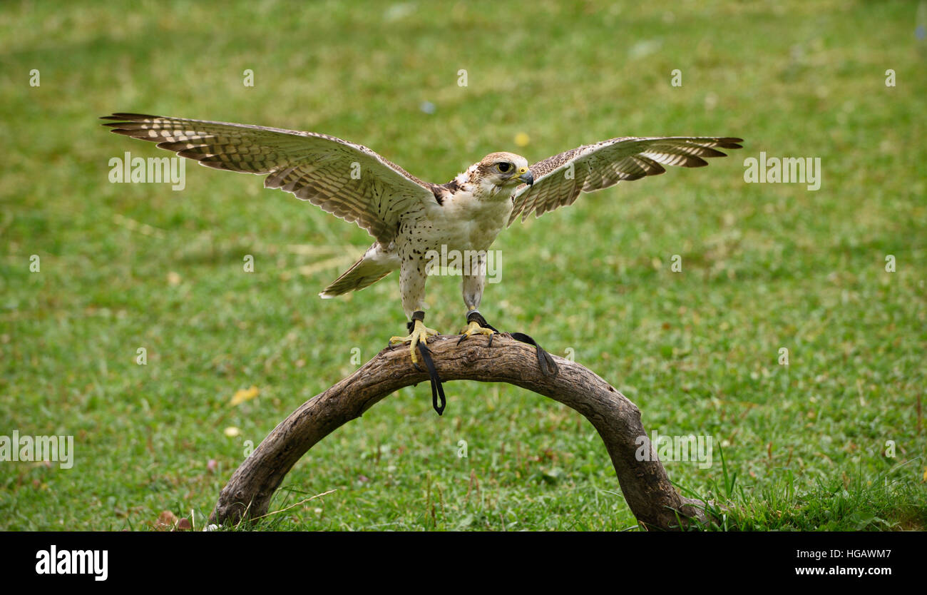 Falcon with spread wings at Sunkar Falcon Sanctuary Alma Arasan Gorge Kazakhstan Stock Photo