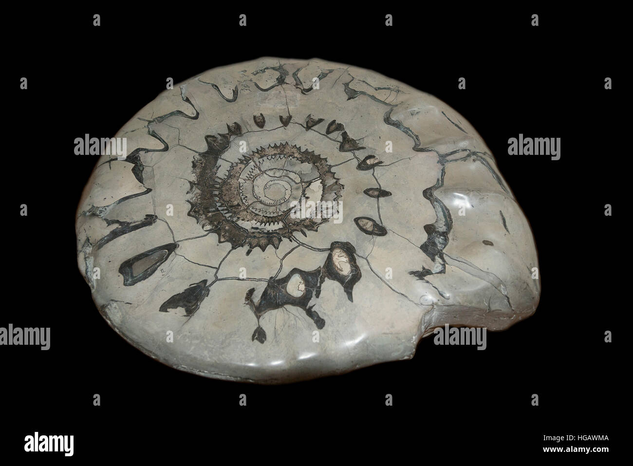 unlabeled fossil of the spiral lower jaw tooth whorl of a whorl tooth shark, Helicoprion sp., age 240-310 million years, on display at Oceanographic M Stock Photo