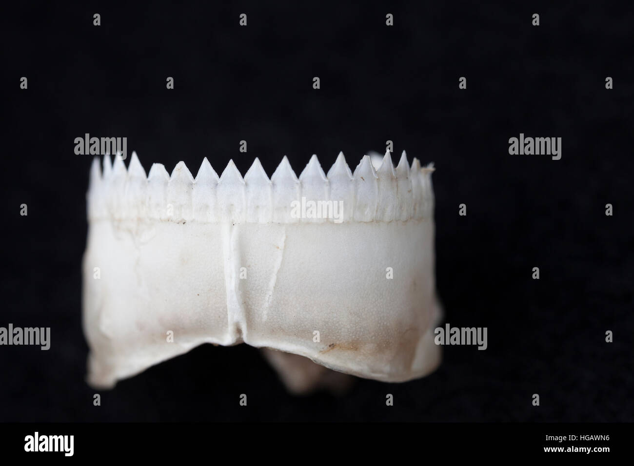 teeth in lower jaw of a small cookie cutter shark, Isistius brasiliensis, recovered from the stomach of a broadbill swordfish Stock Photo