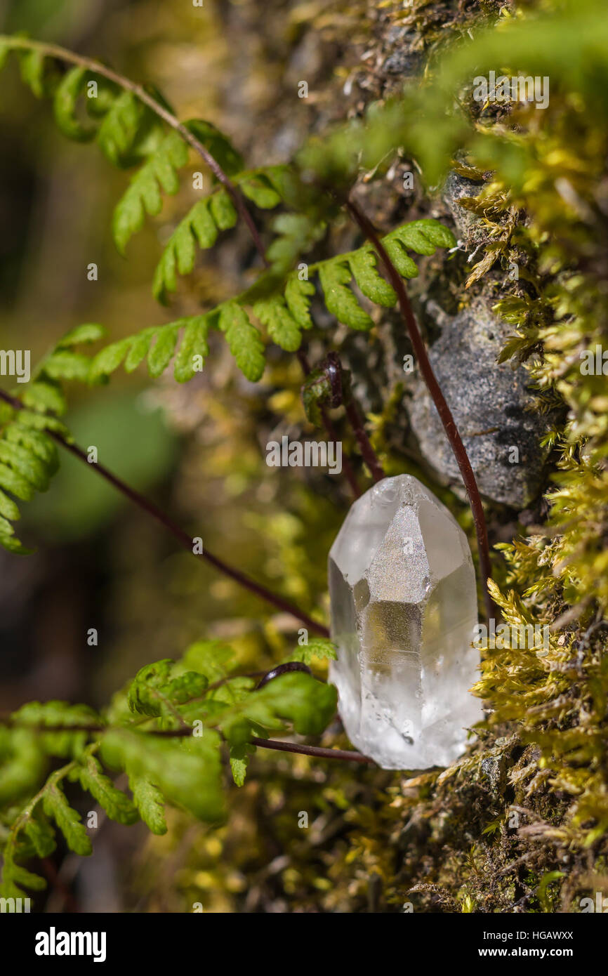 Clear Quartz crystal found among moss and ferns in forest at Serpent Mound State Memorial, where there have been New Age ceremonies at Great Serpent M Stock Photo