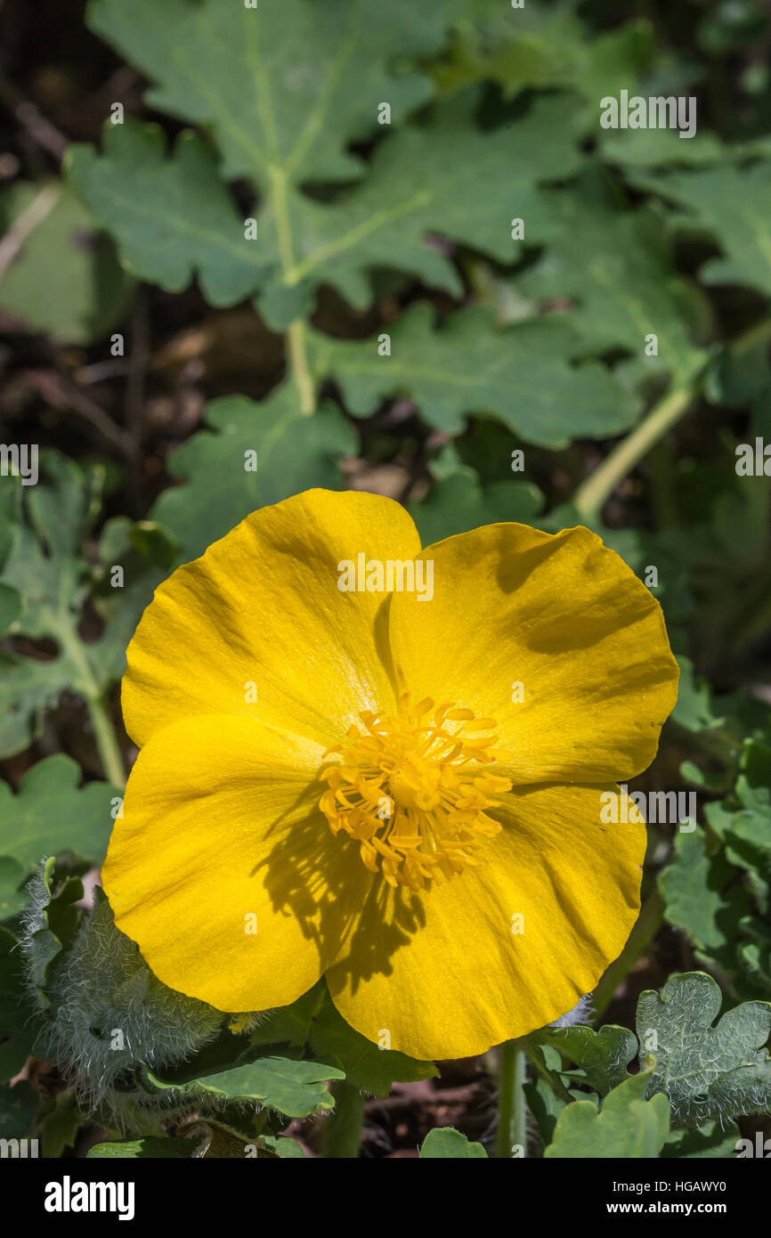 Wood poppy celandine poppy hires stock photography and images Alamy
