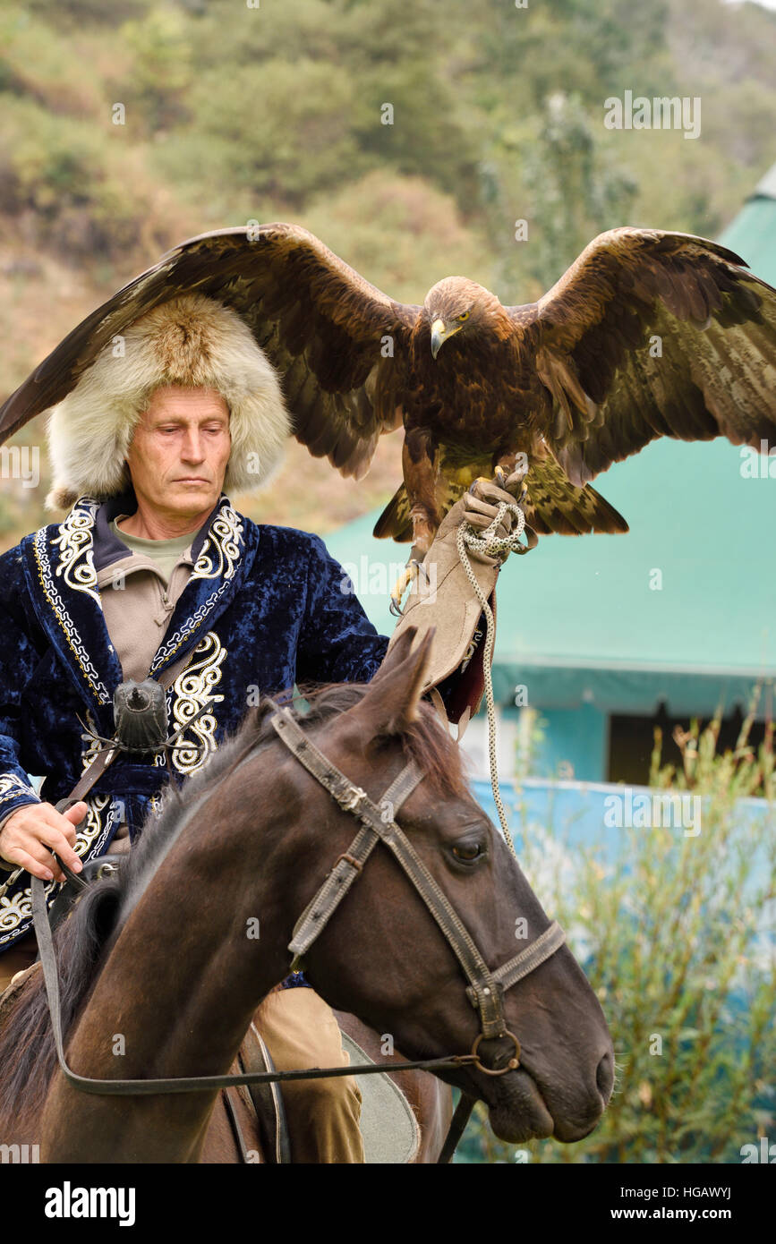 Professional trainer on horseback and Golden Eagle with spread wings at Sunkar Raptor Center Almaty Kazakhstan Stock Photo