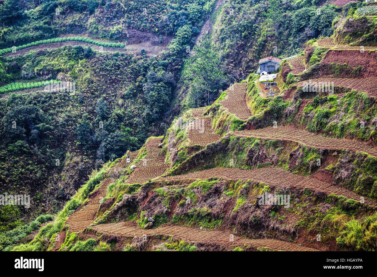 Elevated view of terraced vegetable farms in the Grand Cordillera