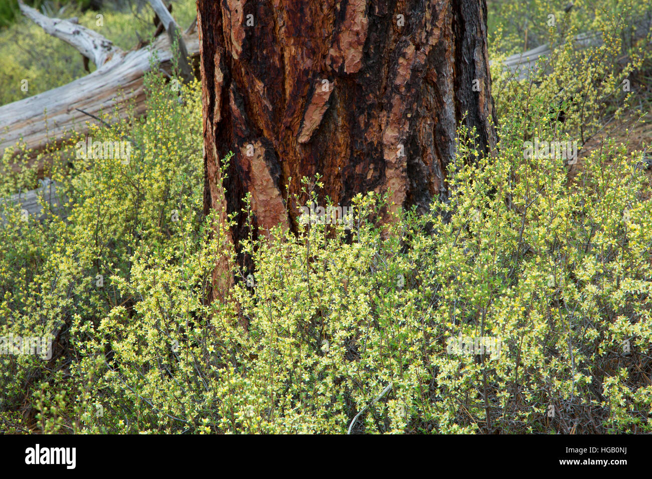 Bitterbrush hires stock photography and images Alamy