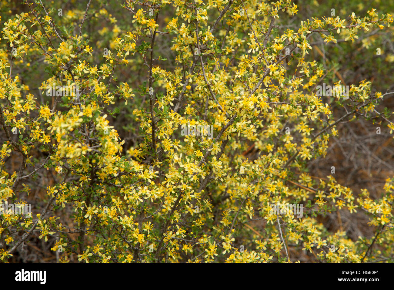 Bitterbrush hires stock photography and images Alamy
