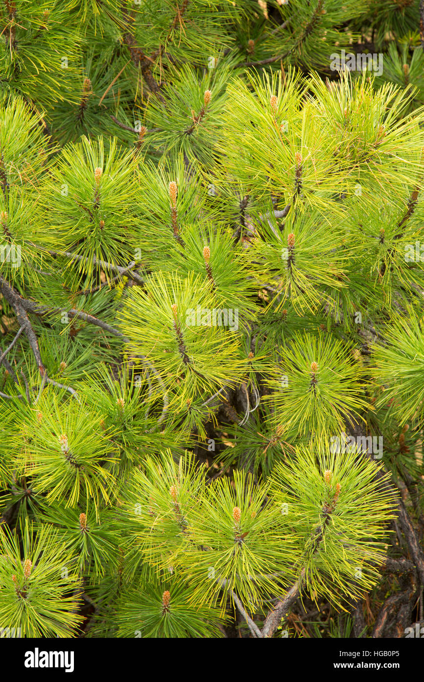 Ponderosa pine (Pinus ponderosa) needles along Wake Butte Trail, Deschutes National Forest, Oregon Stock Photo