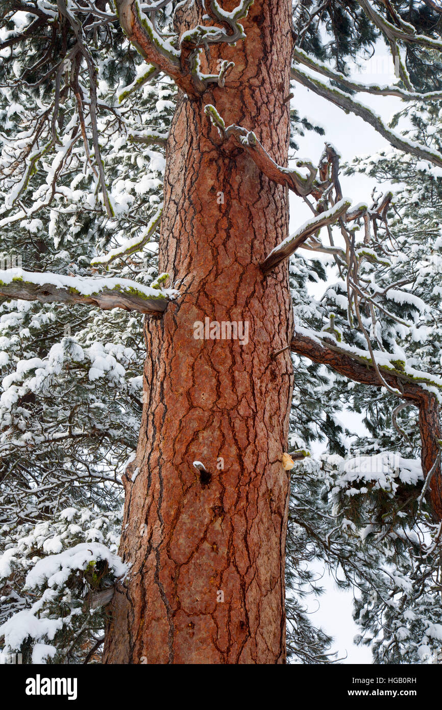 Ponderosa pine (Pinus ponderosa), La Pine State Park, Oregon Stock
