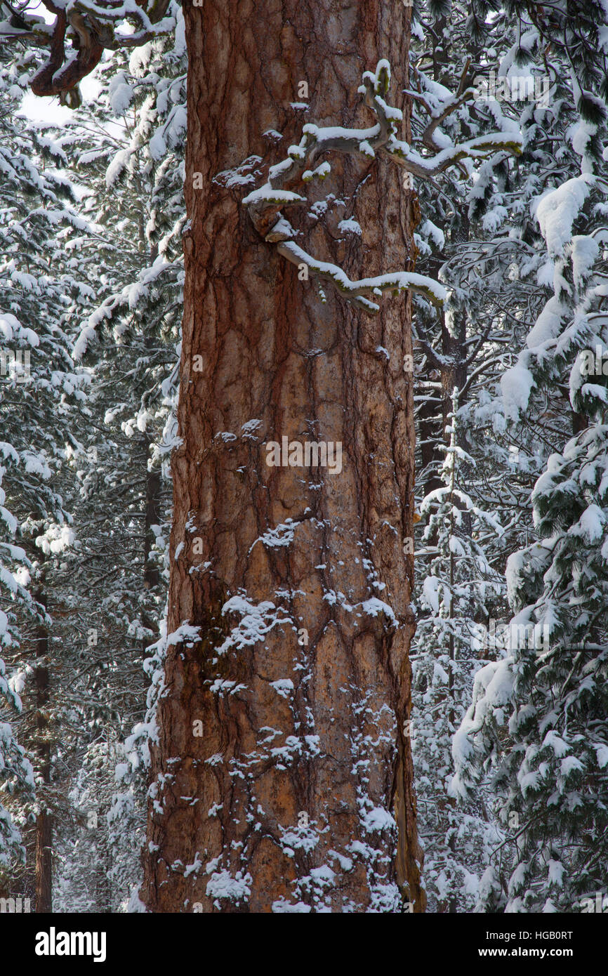 Big Tree, Deschutes Wild and Scenic River, La Pine State Park, Oregon Stock Photo