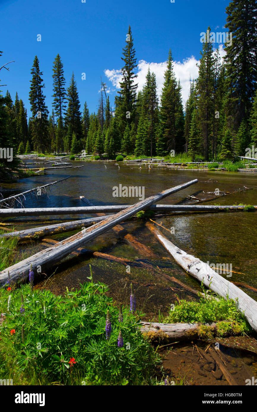 Cultus River, Cascade Lakes National Scenic Byway, Deschutes National