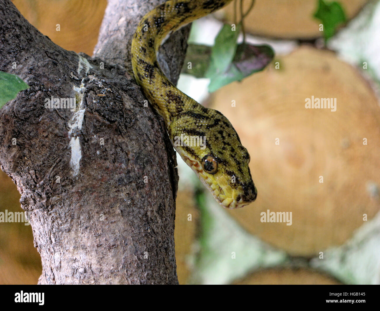 Green tree python close up of head Stock Photo - Alamy