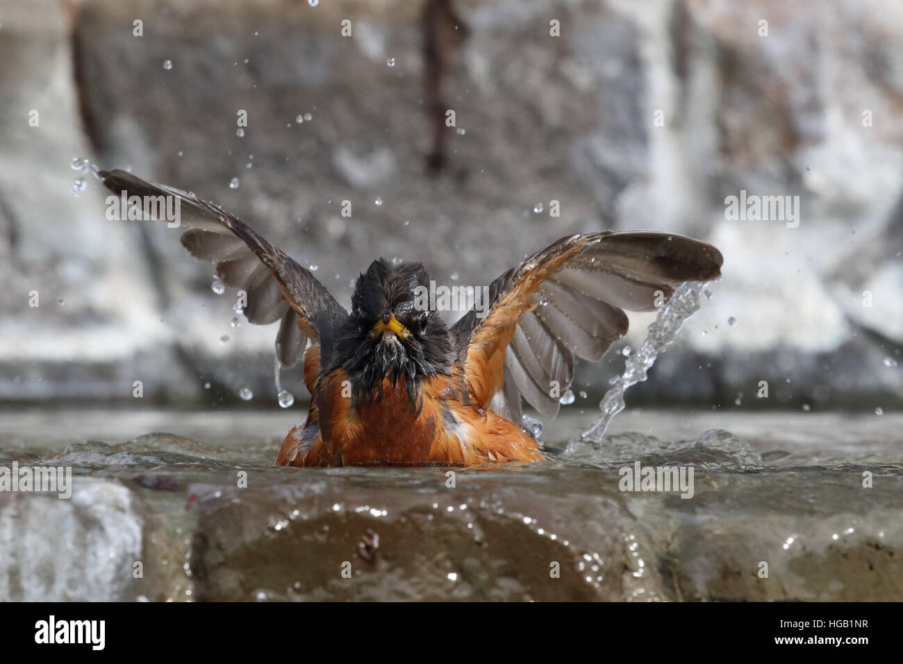 American robin Turdus migratorius splashing in water Stock Photo