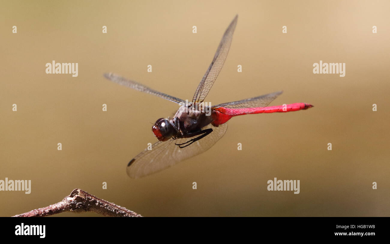 fiery skimmer dragonfly in flight Stock Photo
