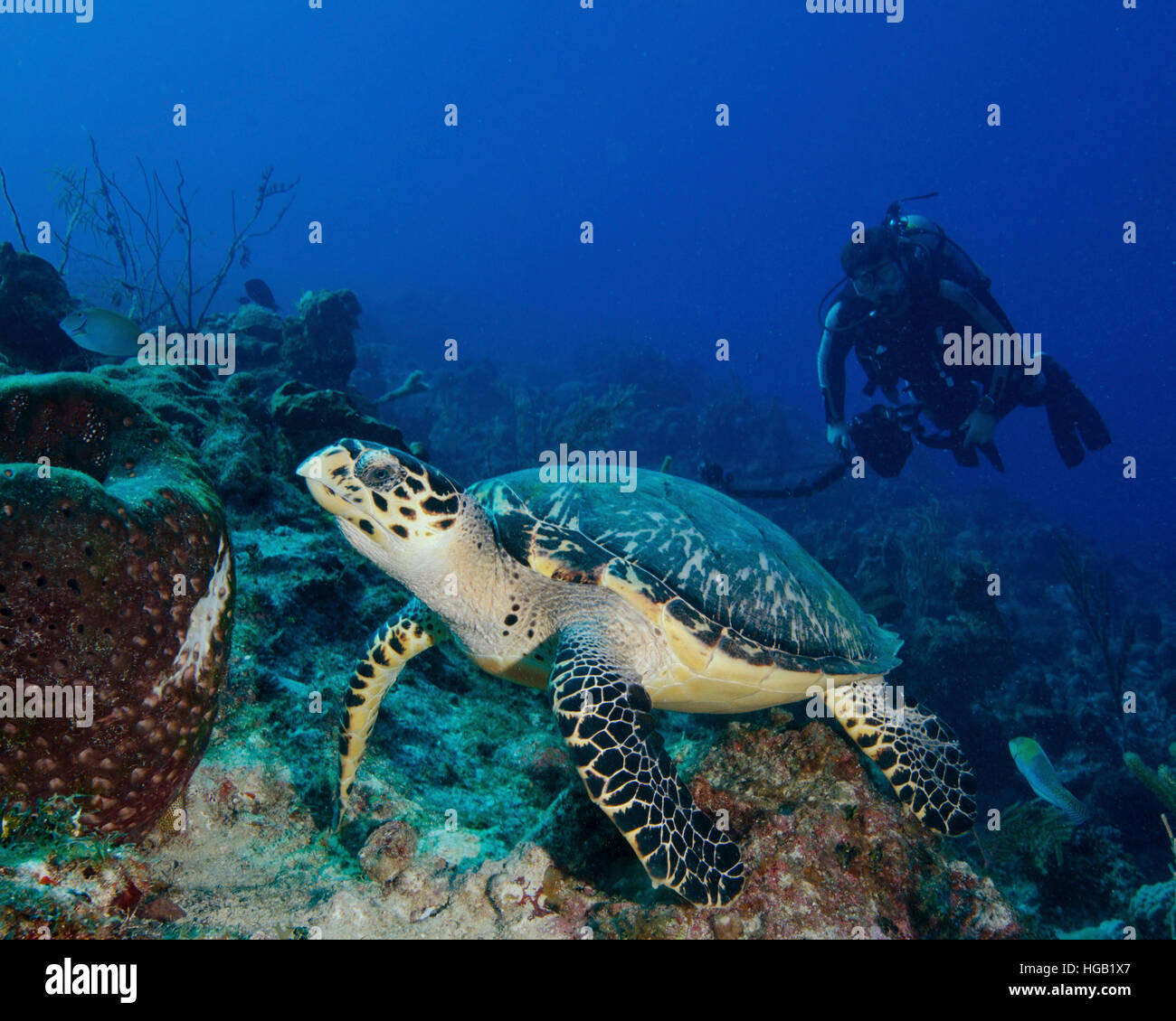 A hawksbill sea turtle with a diver in Cozumel, Mexico Stock Photo - Alamy