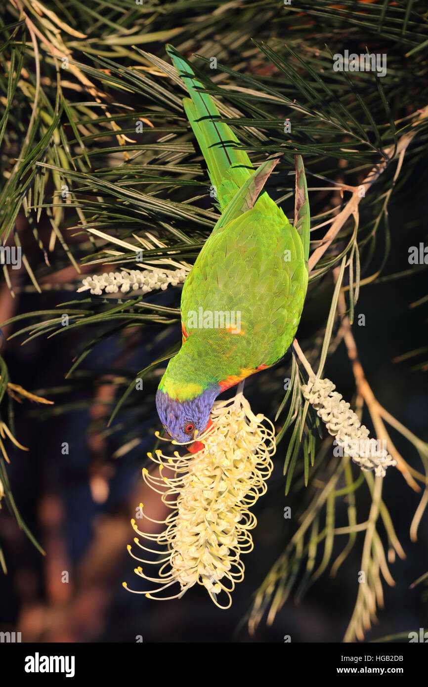 Rainbow lorikeet trichoglossus haematodus feeding on a yellow bottlebrush or callistemon flower Stock Photo