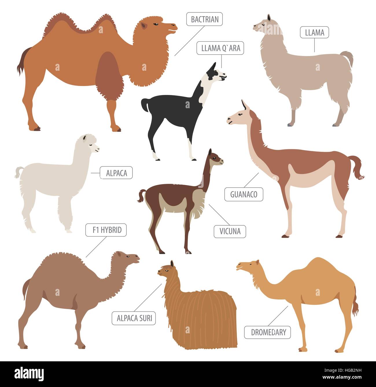 Camel, llama, guanaco, alpaca breeds icon set. Animal farming. Flat design. Vector illustration Stock Vector