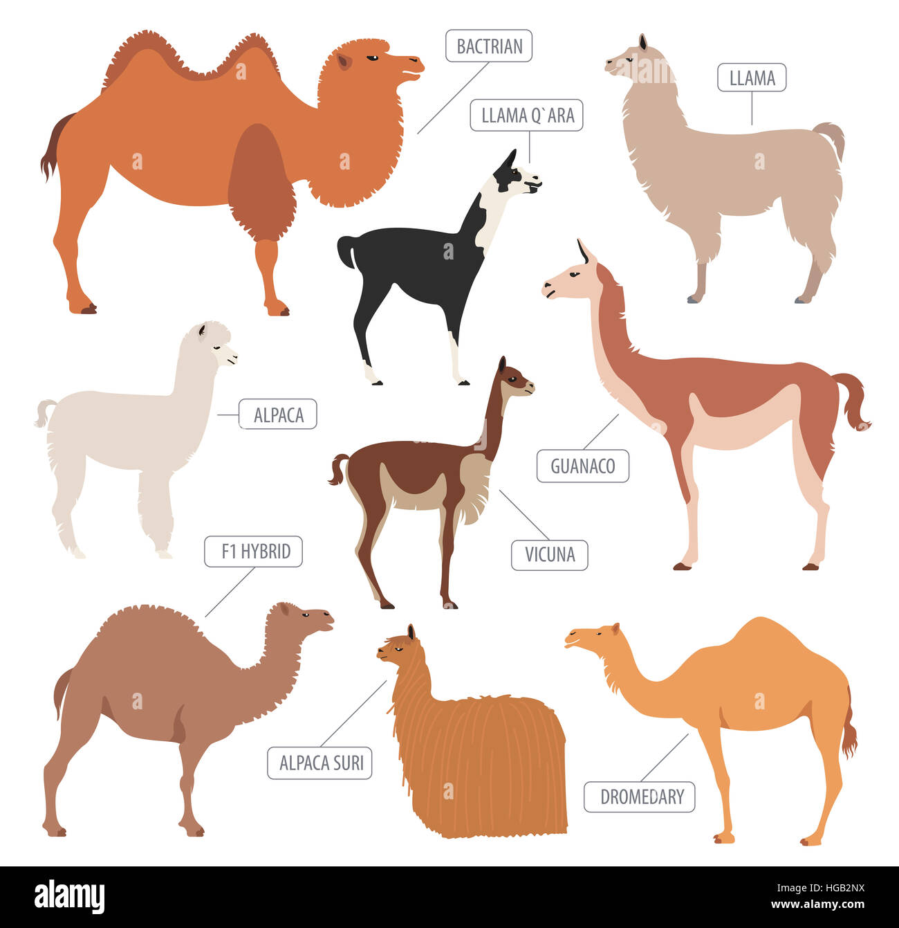 Camel, llama, guanaco, alpaca breeds icon set. Animal farming. Flat design. Vector illustration Stock Photo