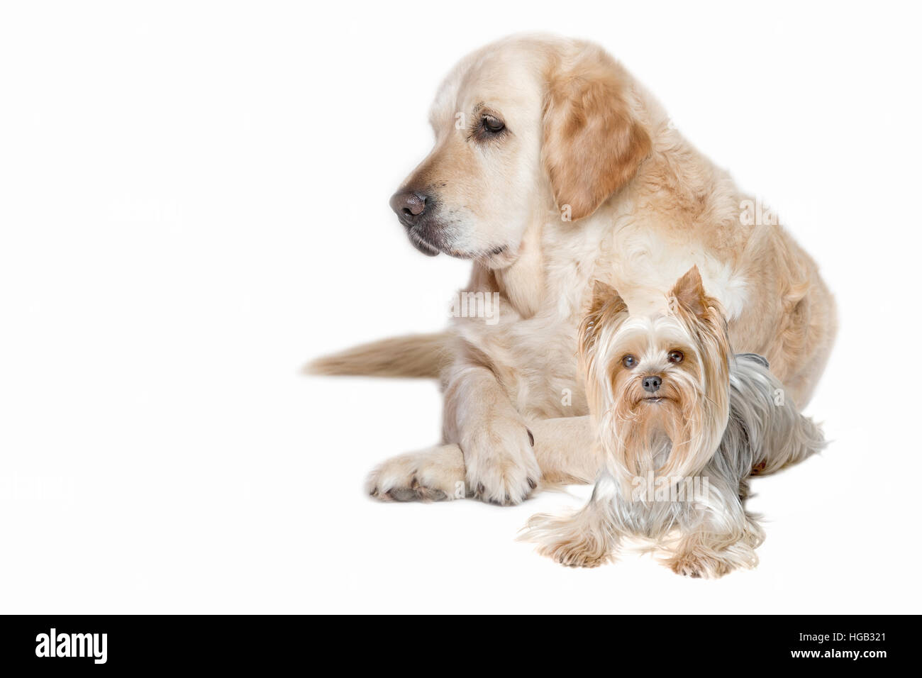 Yorkie retriever sales