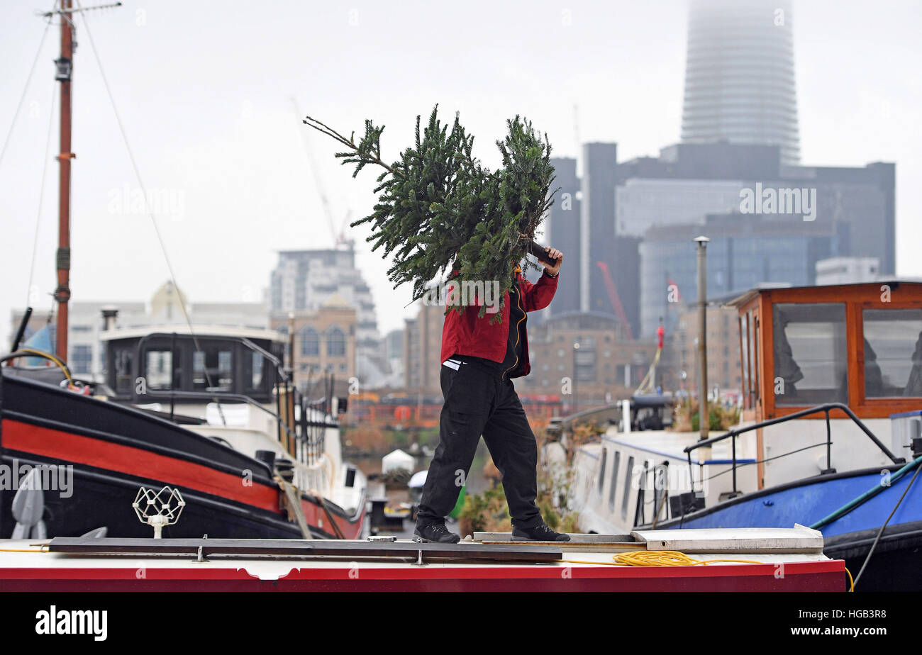 A man carries an old Christmas tree from a boat in Canary Wharf, London