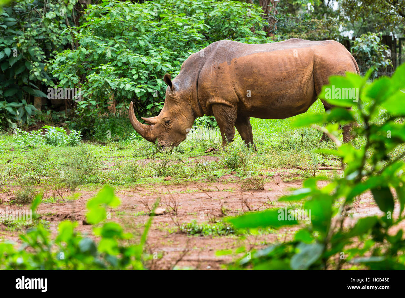 A Rhino in Nairobi National Park, Kenya Stock Photo Alamy