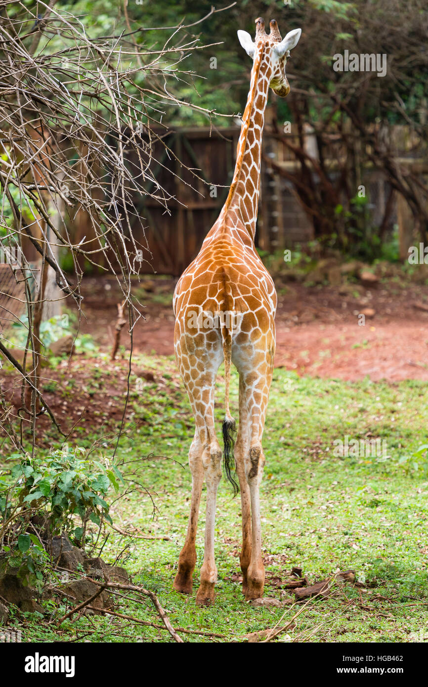 A Giraffe sleeping on a tree in Nairobi National Parks Nature Walk, Kenya. Stock Photo