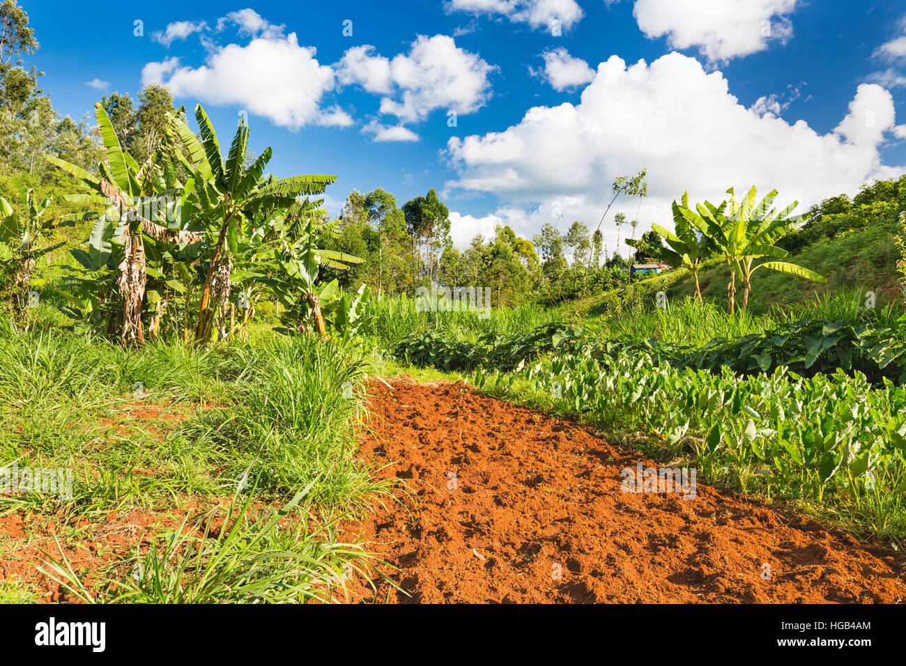 Farm landscape with banana trees and acres in the highland valleys of Kiambu County north of Nairobi in Kenya. Stock Photo