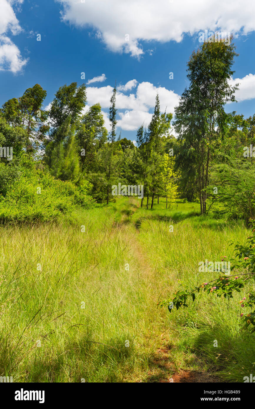 Small footpath through Karura Forest, Nairobi, Kenya with deep blue sky and some clouds. Stock Photo