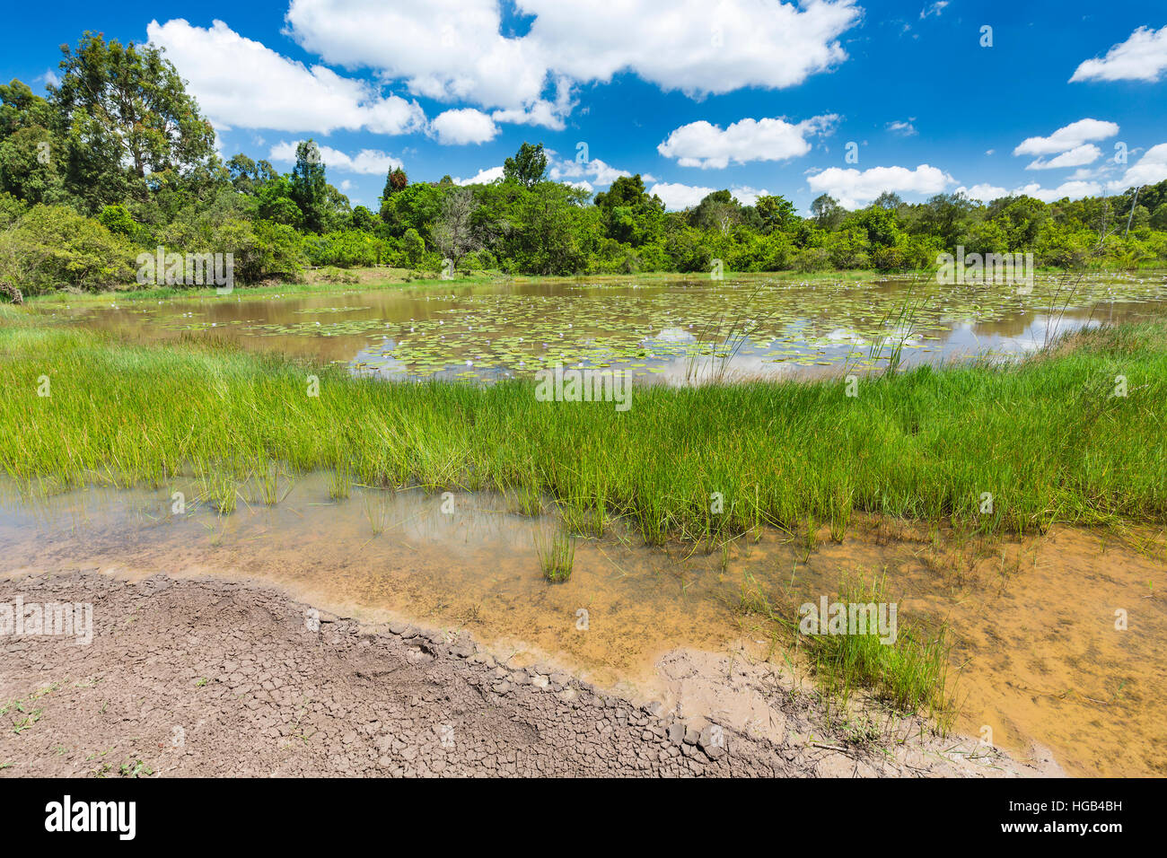 The beautiful Lily Lake in Karura Forest with the shore in the foreground, Nairobi, Kenya with blue sky. Stock Photo