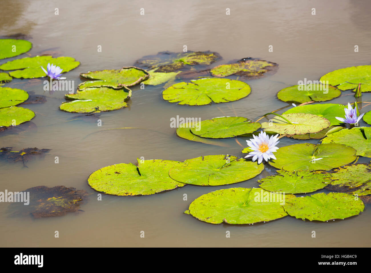 Beautiful water lilies hi-res stock photography and images - Alamy