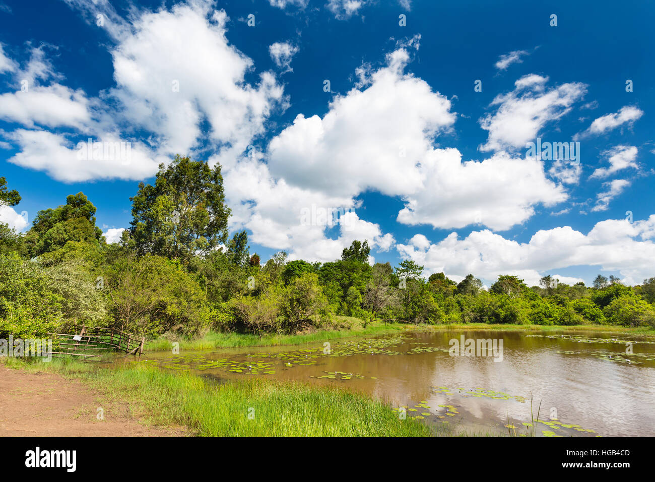 The beautiful Lily Lake in Karura Forest, Nairobi, Kenya with deep blue sky and some clouds. Stock Photo