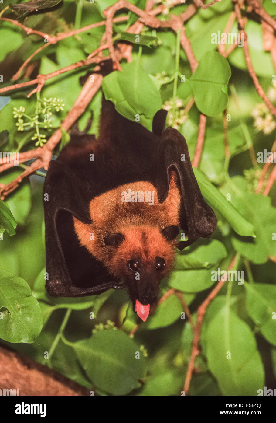Indian flying fox or Greater Indian fruit bat,(pteropus giganteus), roosts in a tree during the day,Rajasthan,India Stock Photo