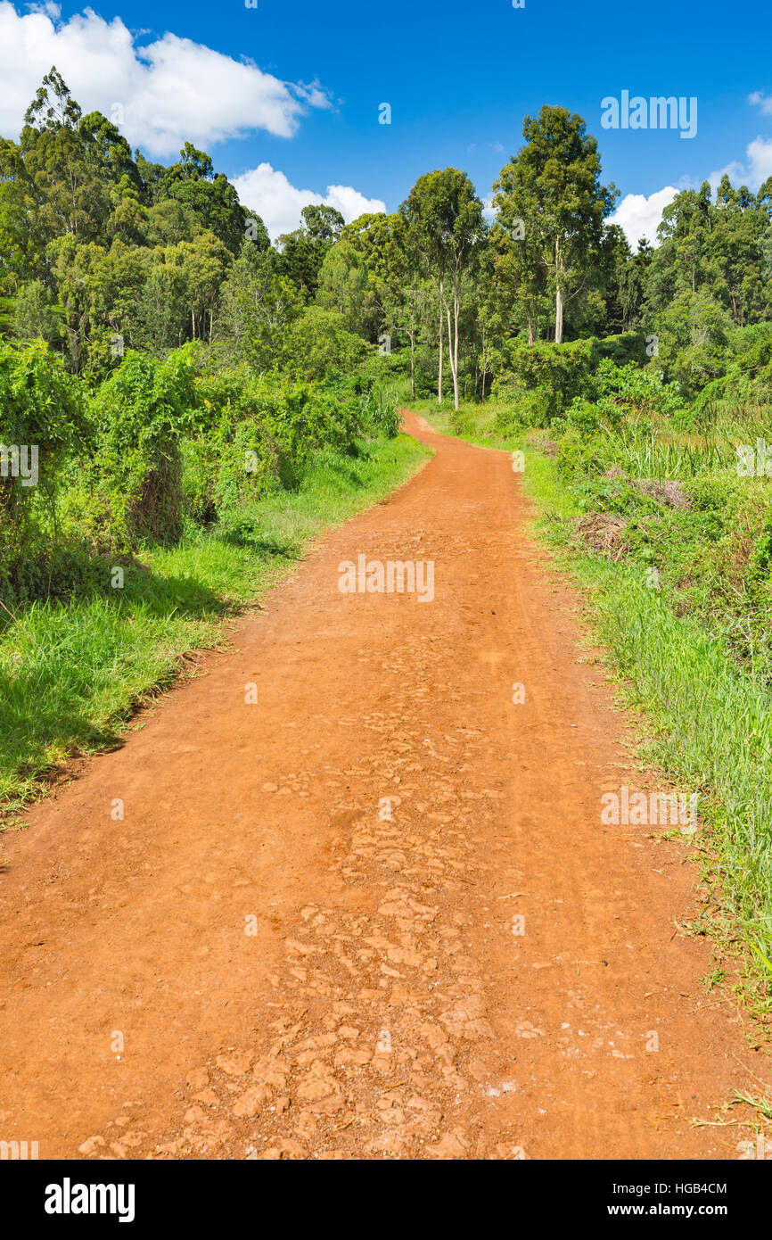 Dirt road with red soil in Karura Forest, Nairobi, Kenya with deep blue sky and some clouds. Stock Photo