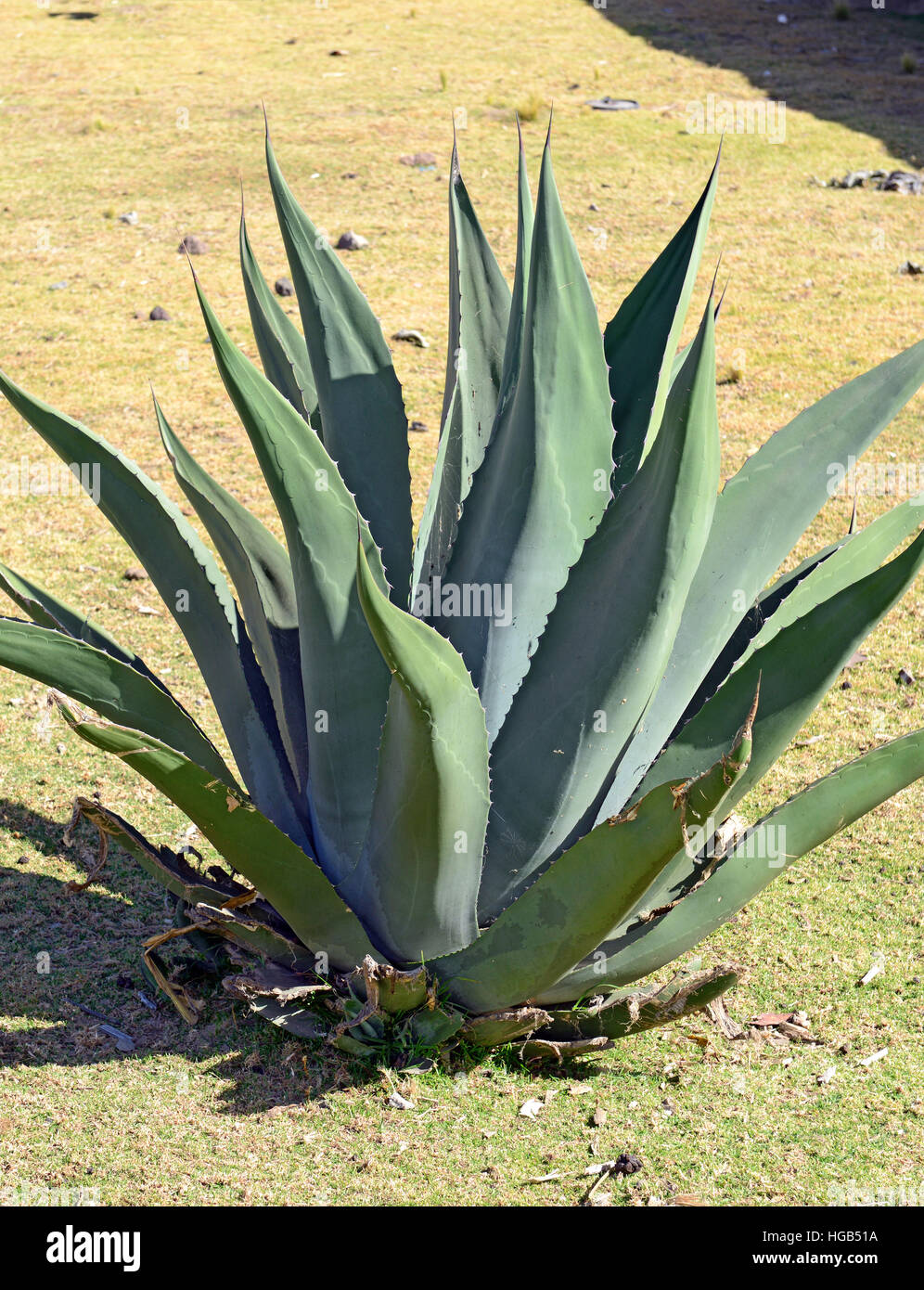 Agave plants in rural village in Mexico Stock Photo - Alamy